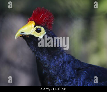 Frau Ross Turaco (Musophaga Rossae) Stockfoto