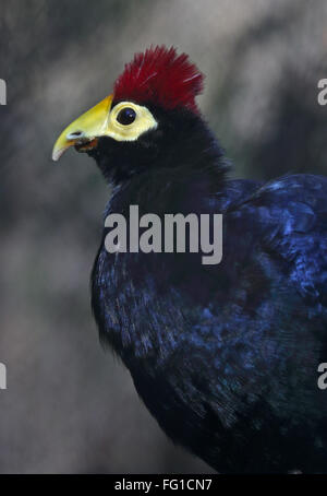 Frau Ross Turaco (Musophaga Rossae) Stockfoto