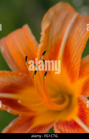 Orange Lilie (Lilium Bulbiferum) Blume Detail des schwarzen Staubgefäßen im Fokus Blütenblätter verschwommen im Hintergrund Stockfoto