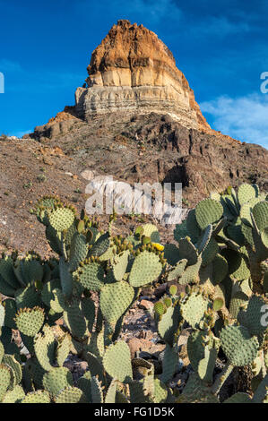 Cerro Castellan alias Castolon Peak Volcanic Formation, Prickly Birne Cactus, Big Bend National Park, Texas, USA