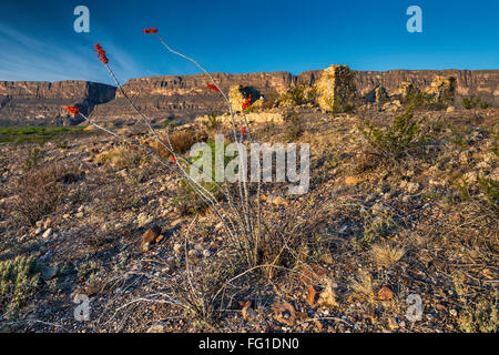 Blühende Ocotillo, Ruinen in Terlingua Abaja Geisterstadt, Santa Elena Canyon in Ferne, Big Bend National Park, Texas, USA Stockfoto