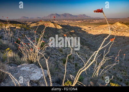 Ocotillos in Frühling blüht, Chisos Berge in weiter Ferne, Sunrise, aus alten Erz Road, Big Bend National Park, Texas, USA Stockfoto