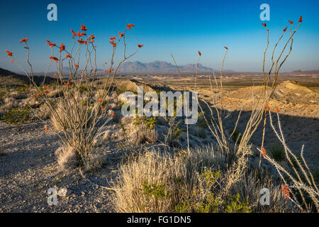 Ocotillos in Frühling blüht, Chisos Berge in weiter Ferne, Sunrise, aus alten Erz Road, Big Bend National Park, Texas, USA Stockfoto