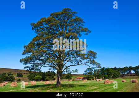 Schönes Exemplar-Baum und Runde Heuballen in einem Feld in Westerdale, North York Moors, am frühen Morgen Sommersonnenschein, Yorkshire Stockfoto