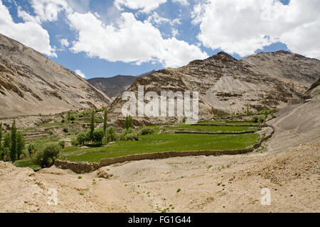 Patch von grünen Wiesen in kargen kalten Wüste Landschaft von Ladakh, Jammu und Kaschmir, Indien Stockfoto