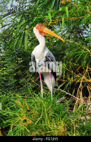 Vögel, malte Storch Mycteria Leucocephala auf Baum Stockfoto