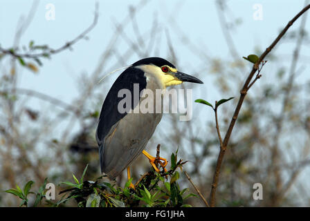 Vögel, gekrönt schwarz Nachtreiher Nycticorax Stockfoto