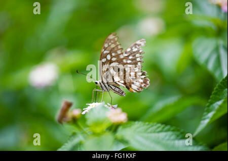 Braune Schwalbenschwänze Schmetterling; Indien Stockfoto