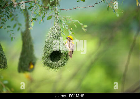 Baya Webervogel; Weaverbird; Ploceus philippinus; Baya Webernest; hängende retort geformte Nester, die von den Blättern gewebt werden; Indien; Asien Stockfoto