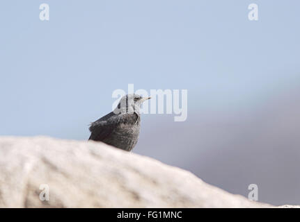 Vögel, Monticola Solitarius einsamer Vogel, blauer Rock Soor, Höhenlage Vögel, Himachal Pradesh, Indien Stockfoto