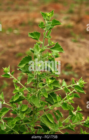 Ayurvedische Heilpflanze, wissenschaftlicher Name Clerodendum multiflorum Stockfoto