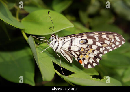 Insekten, Schmetterling Lime Butterfly Ii Princeps Demoleus Libanius Ii fruhstorferij