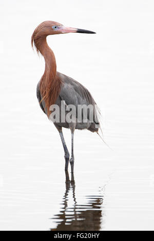 Rötliche Silberreiher (Egretta saniert) stehend im Wasser, Merritt Island NWR, Florida, USA Stockfoto