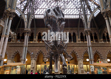 T. Rex / Tyrannosaurus Rex Skelett gegossen in wichtigsten Galerie von The Oxford Universitätsmuseum der Naturgeschichte in Oxford, Großbritannien. Stockfoto