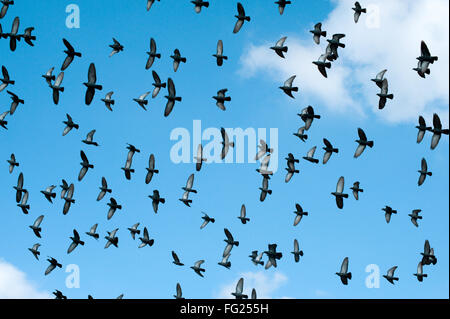 Tauben fliegen; Modhera; Gujarat; Indien Stockfoto