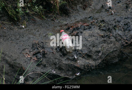 Eine weggeworfene Coca Cola Flaschen liegt am Ufer eines Baches in South West London Februar 12, 2016. Copyright Foto - Johannes Voos Stockfoto