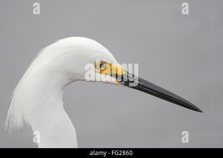 Snowy Silberreiher (Egretta unaufger) Kopf Porträt, Merritt Island NWR, Florida, USA Stockfoto