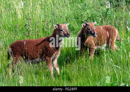 Castlemilk Moorit Schafe Wiltshire Stockfoto