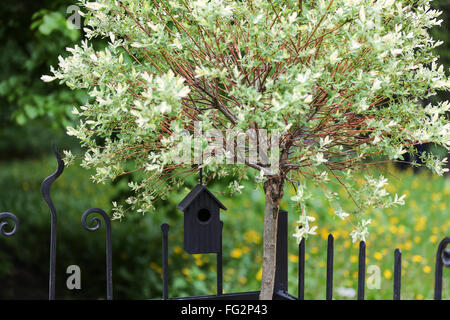 Zuhause für Vögel wiegt auf dem Baum Textfreiraum Stockfoto