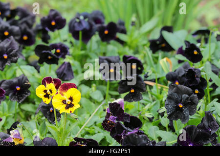 Blühende Tulpe textfreiraum vor dem Hintergrund der grünen Rasen Stockfoto