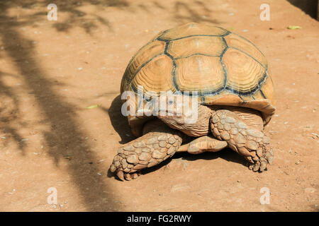 Schöne verlängerte Schildkröte Indotestudo Elongata, Nahaufnahme. Stockfoto