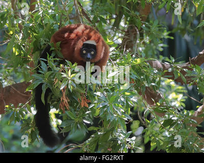 Rotbauch-Lemur (Eulemur Rubriventer) im Dickicht Stockfoto