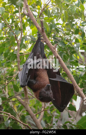 Malaiische Bat (Pteropus Vampyrus) seinen Kopf nach unten hängend Stockfoto