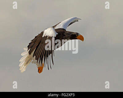 Steller der Seeadler im Flug Stockfoto