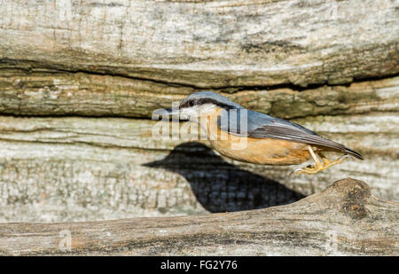 Ein Kleiber, ein kleiner plump Wald Vogel. Stockfoto