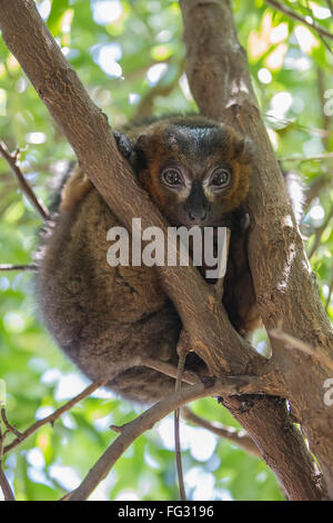 Gemeinsamen braune Lemur lebt im westlichen Madagaskar Stockfoto