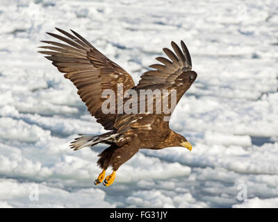 Seeadler im Flug über gefrorene Meer Stockfoto