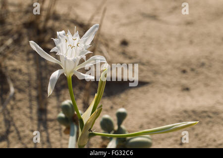 Getrocknete Grass in den Sand am Strand Stockfoto