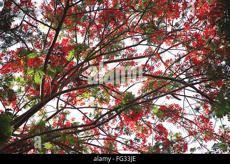 Grüne Blätter und rote Blume von Gul Mohur Baum Delonix Regia, Grant Road, Bombay Mumbai, Maharashtra, Indien Stockfoto