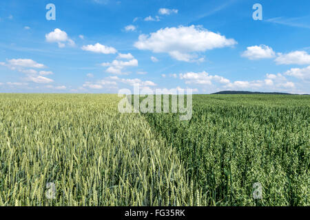 Weizenfeld mit starken grünen Ohren neben einem Feld mit grünen Hafer gegen einen blau-weißen Himmel Stockfoto