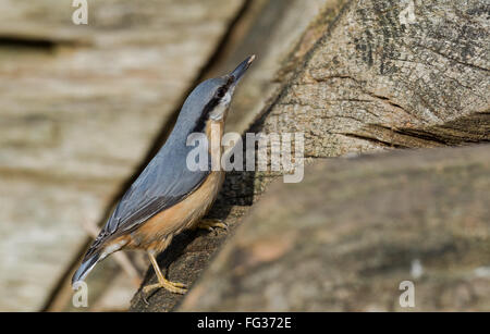 Ein Kleiber, ein kleiner plump Wald Vogel. Stockfoto