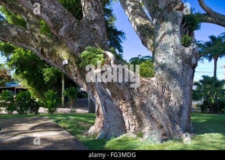 Akazie Koa bei Hawi auf der Big Island von Hawaii, USA. Stockfoto