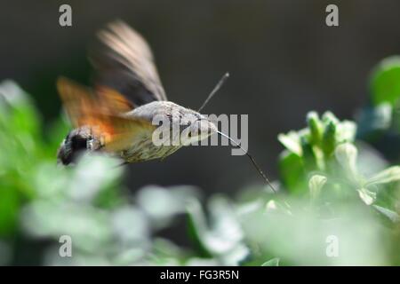 Kolibri Falke-Motte (Macroglossum Stellatarum) Nectaring. Eine Motte in der Familie Sphingidae Nectaring im Flug Stockfoto