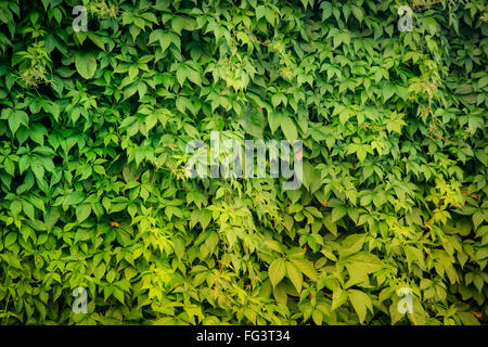 Eine sanfte Beleuchtung einer Wand grün belaubten Pflanzen füllt den Rahmen Stockfoto