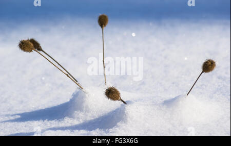 Getrockneten Distel blüht unter einer Schicht von Schnee Stockfoto