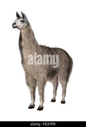 Lama oder Lama Glama, eine domestizierte südamerikanischen Kameliden, isoliert auf weiss Stockfoto