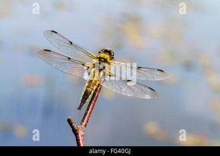 Einen scharfen Augen vier Libellula quadrimaculata spotted Chaser ruht auf einem Zweig über einen Teich mit Seerosen. Querformat Stockfoto