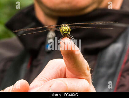 Menschen- und Tierwelt Interaktion, eine hawker Libelle auf einem Mann wird, Finger saß. kurzer Besuch, flüchtigen Augenblick, Leben mit Tieren. Stockfoto