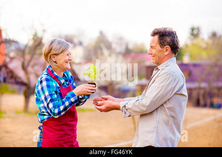 Älteres paar Holding Sämling in ihrem Garten, Frühling Natur Stockfoto