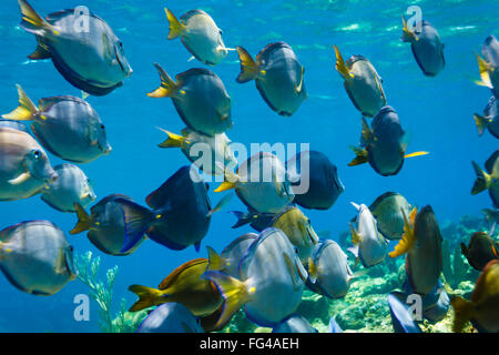 Nahaufnahme der Schule der Blautanzfische, Acananthurus coeruleus, Schwimmen auf dem Korallenriff und Fütterung Stockfoto