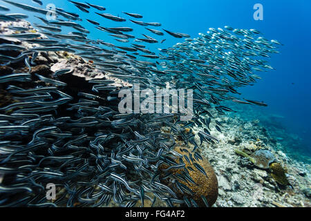 Schule der kleine silberne Fische mit schwarzen Querstreifen am Korallenriff Stockfoto