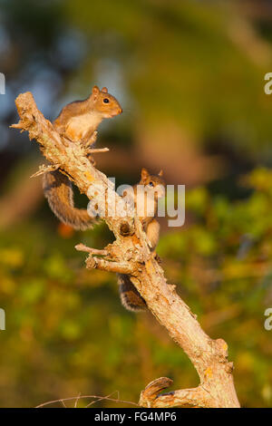 Zwei junge graue Eichhörnchen spielen auf einen Haken in Florida Stockfoto