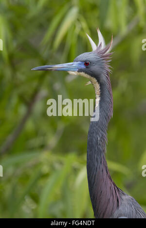 Dreifarbigen Heron in der Zucht Gefieder mit Kamm Federn aufrecht Stockfoto