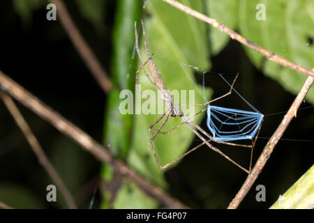 Oger konfrontiert Spinne (Deinopis SP.) mit Web, in der Provinz Pastaza, ecuadorianischen Amazonas. Stockfoto