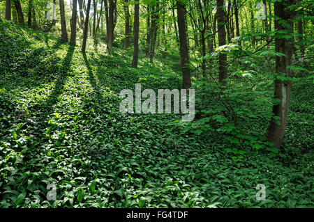 Masse von Bärlauch (Ramsons, Allium ursinum) in einem englischen Wald im Frühjahr. Stockfoto