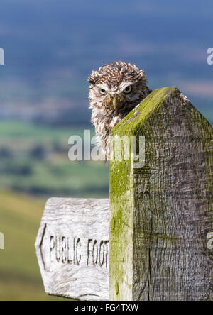 Steinkauz (Athene Noctua) setzte sich auf einen "öffentlichen Fußweg" Wegweiser suchen wütend einen schmuddeligen, Landschaft-Hintergrund. In Gefangenschaft. Stockfoto